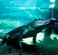WILD LIFE Sydney Zoo - Hotel WA