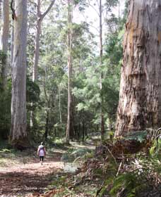 Warren River Loop Walk - Hotel WA 0