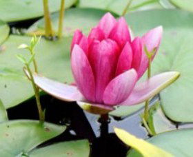 The Lotus Day Spa And Retreat - Hotel WA 0