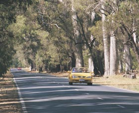 Ludlow Tuart Forest - Hotel WA 0