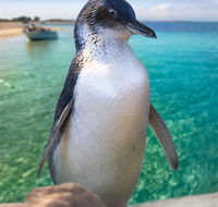 Penguin Island - Hotel WA