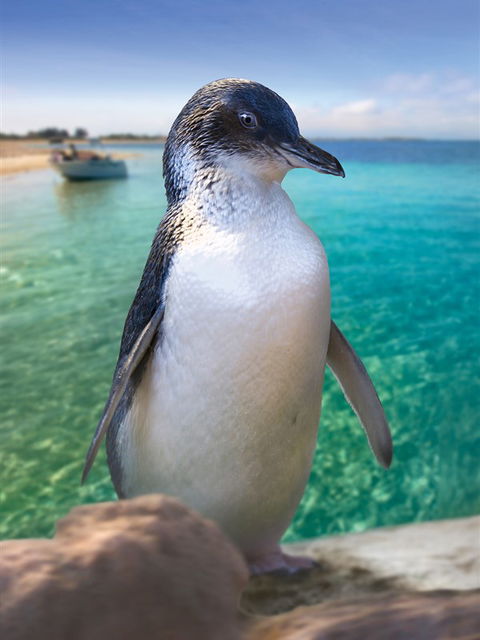 Penguin Island - Hotel WA 0