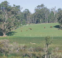 Scenic Drives - Bunbury Collie Donnybrook - Hotel WA