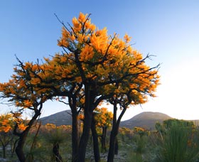 Cape Le Grand National Park - Hotel WA 0