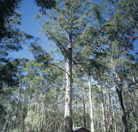 Diamond Tree Lookout Manjimup - Hotel WA