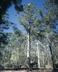 Diamond Tree Lookout Manjimup - Hotel WA 0