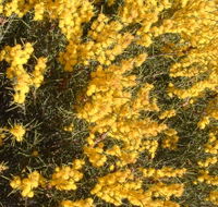Dalwallinu Remnant Bushland - Hotel WA