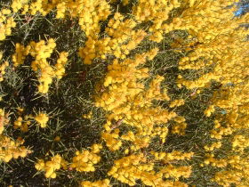 Dalwallinu Remnant Bushland - Hotel WA 0