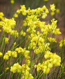 Mount Madden Scenic Drive - Hotel WA 0