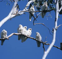 Carawine Gorge - Hotel WA