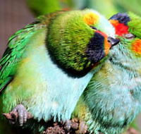 Rainbow Jungle - The Australian Parrot Breeding Centre - Hotel WA
