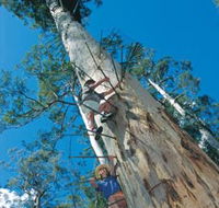 Dave Evans Bicentennial Tree - Hotel WA