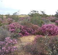 Reynoldson's Flora Reserve - Hotel WA