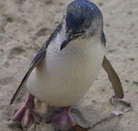 Penguin Island Boardwalks and Walk Trail - Hotel WA