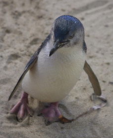 Penguin Island Boardwalks And Walk Trail - Hotel WA 0