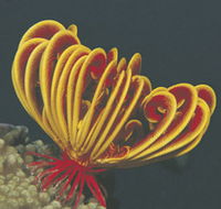 Muiron Islands - Hotel WA