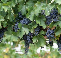 Capel Vale Wines - Hotel WA