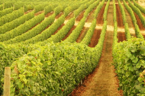 MadFish Wines Denmark - Hotel WA 0