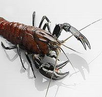 Andermel Marron - Hotel WA