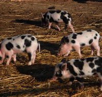 Will's Rare Breeds Farm - Hotel WA