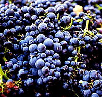 Laurel Bank Vineyard - Hotel WA