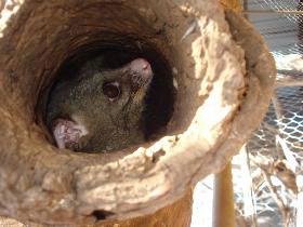 Mulga Sanctuary And Wildlife Park - Hotel WA 0