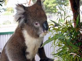 Glen-Forest Tourist Park - Hotel WA 0