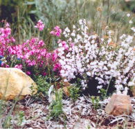Stokes Bay Bush Garden - Hotel WA