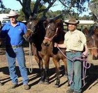Coffin Bay Brumby Preservation Society Incorporated - Hotel WA