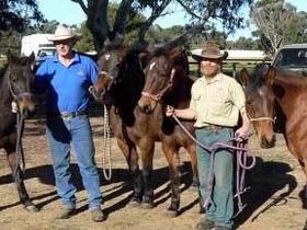 Coffin Bay Brumby Preservation Society Incorporated - Hotel WA 0