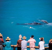 Whale Watching At Head Of Bight - Hotel WA