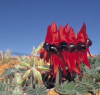 Alan Mclellan Lookout - Hotel WA