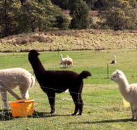 Maydena Country Cabins Accommodation  Alpaca Stud - Hotel WA