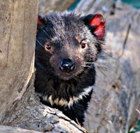 Trowunna Wildlife Sanctuary - Hotel WA