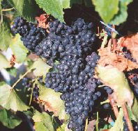 Darlington Vineyard - Hotel WA