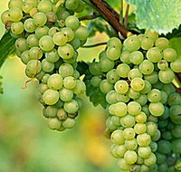 TP Vineyards - Hotel WA