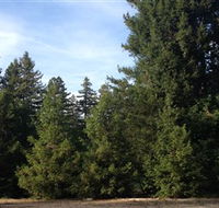 Pialligo Redwood Forest - Hotel WA