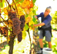 Native Point Wines - Hotel WA