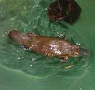 Platypus House - Hotel WA