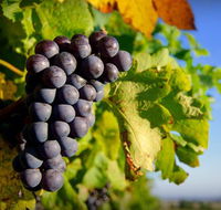 Panorama Vineyard - Hotel WA