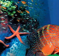 Indo Pacific Marine - Hotel WA