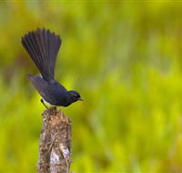 Holmes Jungle Nature Park - Hotel WA