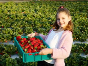 Strawberry Fields - Hotel WA 0