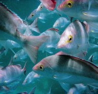 Wolf Rock Dive Site - Hotel WA