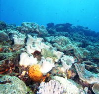 Mudjimba Old Woman Island Dive Site - Hotel WA