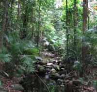 Mossman Gorge Rainforest Circuit Track Daintree National Park - Hotel WA