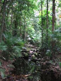 Mossman Gorge Rainforest Circuit Track, Daintree National Park - Hotel WA 0