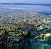 Split Bommie Dive Site - Hotel WA