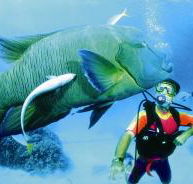 Turtle Bay Dive Site - Hotel WA