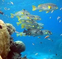 Coral Gardens Dive Site Flynn Reef - Hotel WA